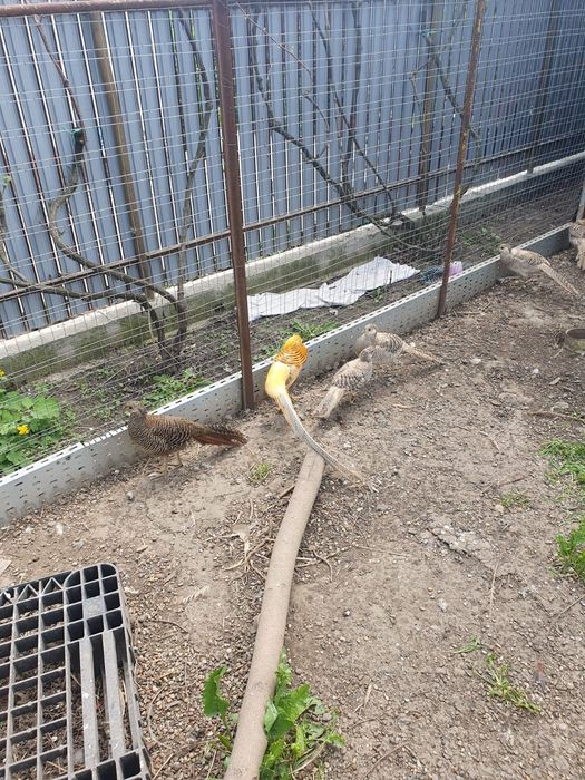 Fazani auriu cu galben/roșu