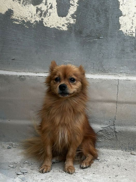 Чихуахуа шипец кушиктери сатылады