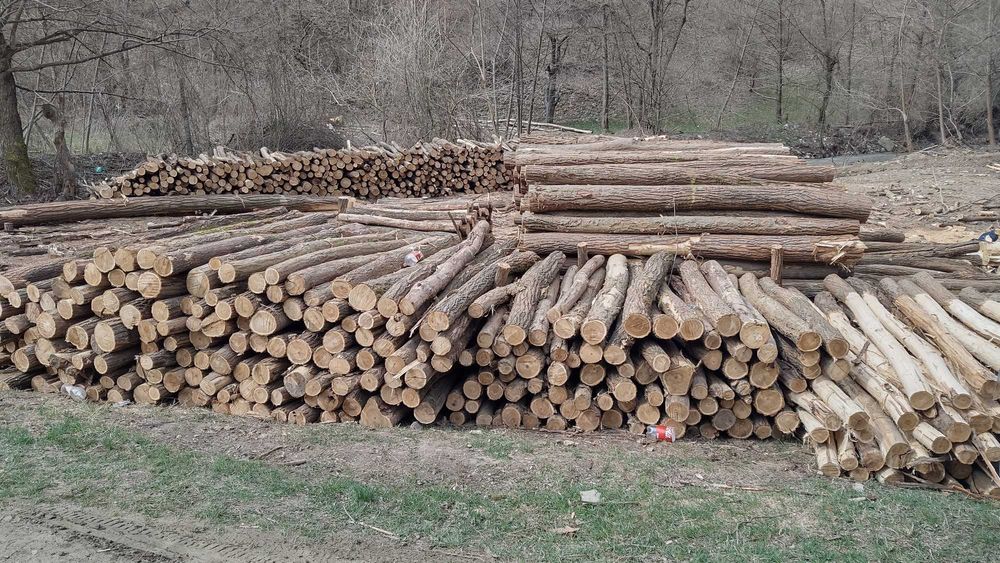 Stalpi din salcam pentru garduri  (araci, bulumaci)