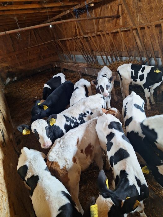 Vând tăurași intracati!!