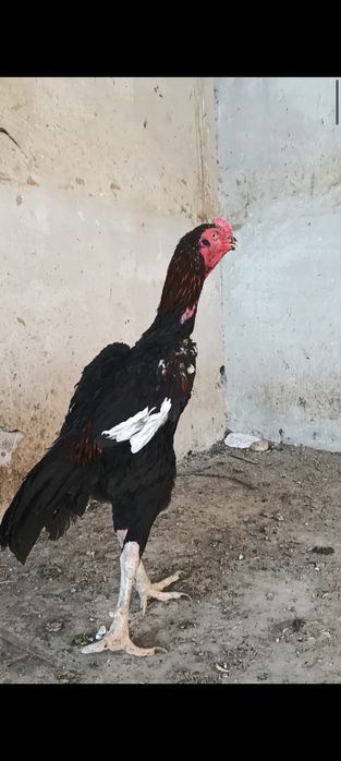 Ганой тулак сотилади.