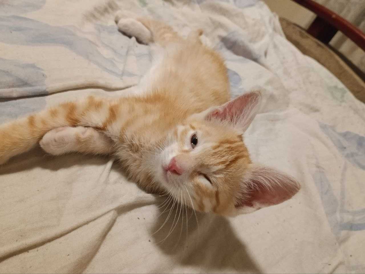 Котёнок. Рыженький.