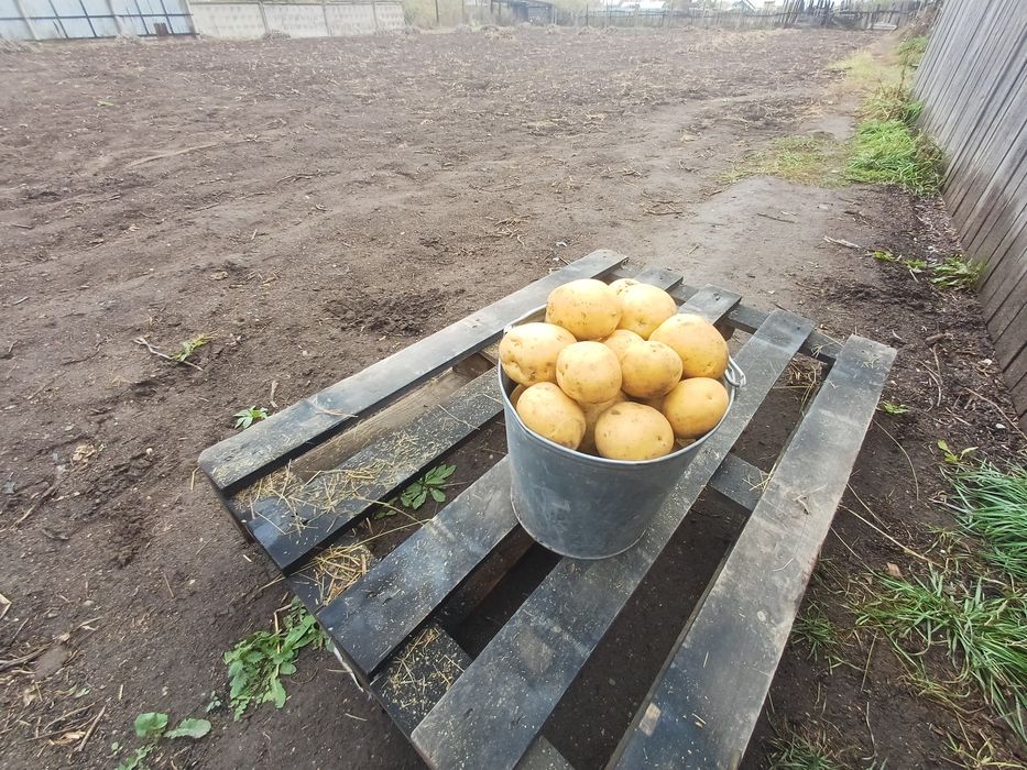 Домашний картофель. Сорт Галла.