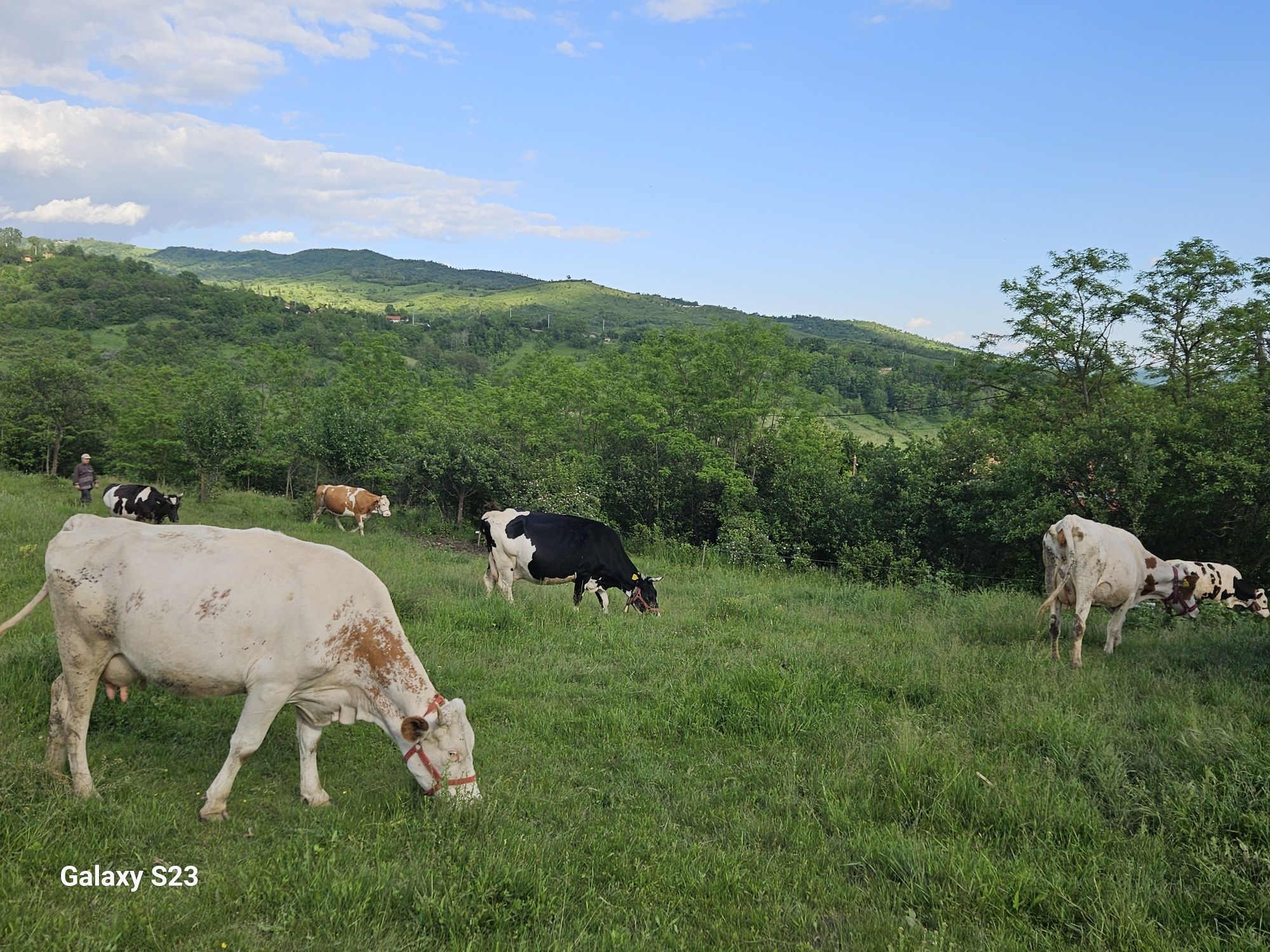 Vând 8 vaci Balțată Românească + casă de locuit + teren
