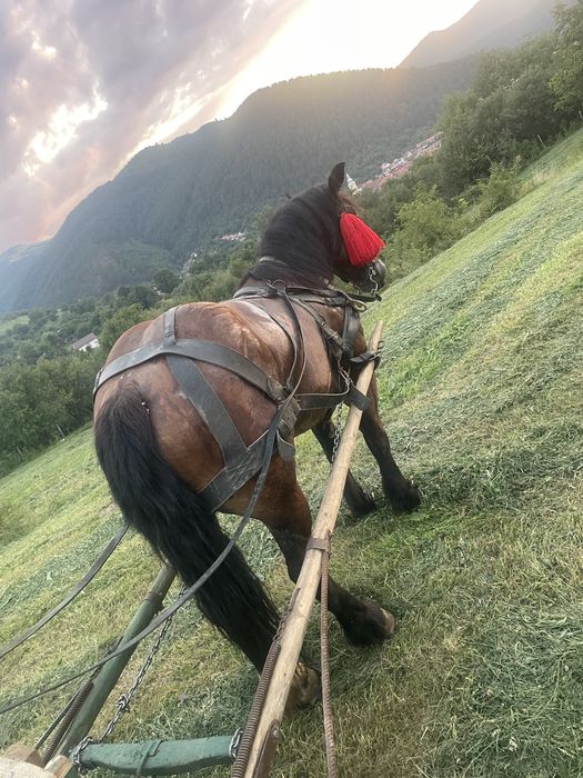 Vâd cal castrat de 4 ani garantat de tras