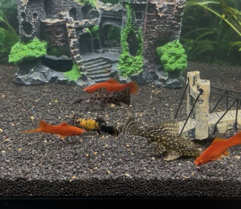 Pesti acvariu sanitari, GIBBICEPS, Craiova! 5-7 cm