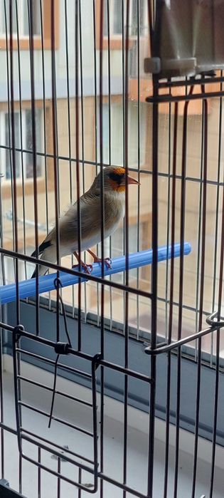 Норчи 2 йиллик сотилади