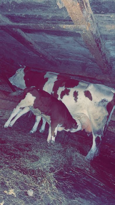 De vânzare vaca de 6 ani sau la schimb pe alta cu lapte sau deafata