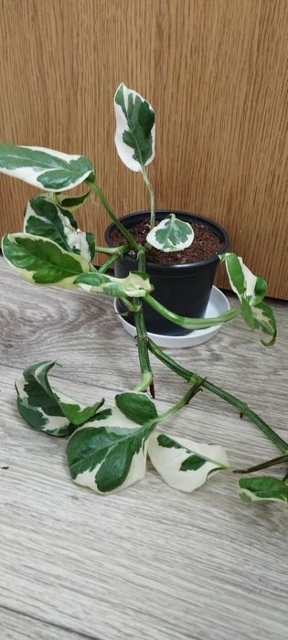 Цветя за продажба!