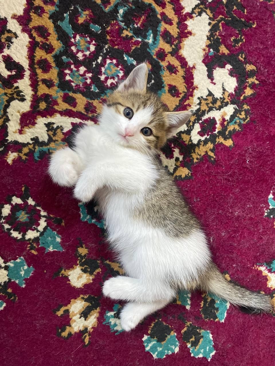 Отдам даром котенка
