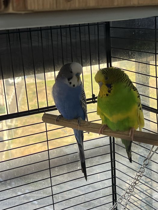 Perusi maruri cu pui cauta locuinta noua