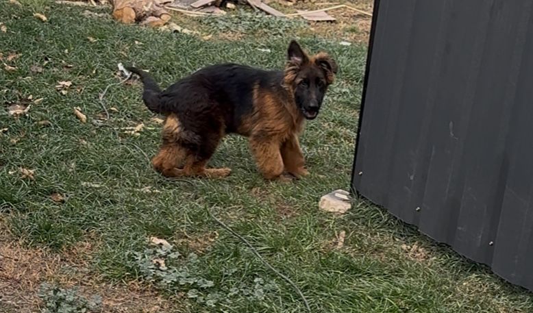 Немецкая овчарка