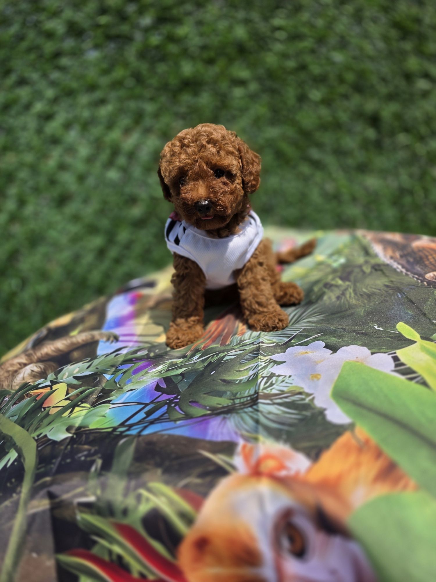 Запазено!  Мини! Poodle mini/ с родословие
