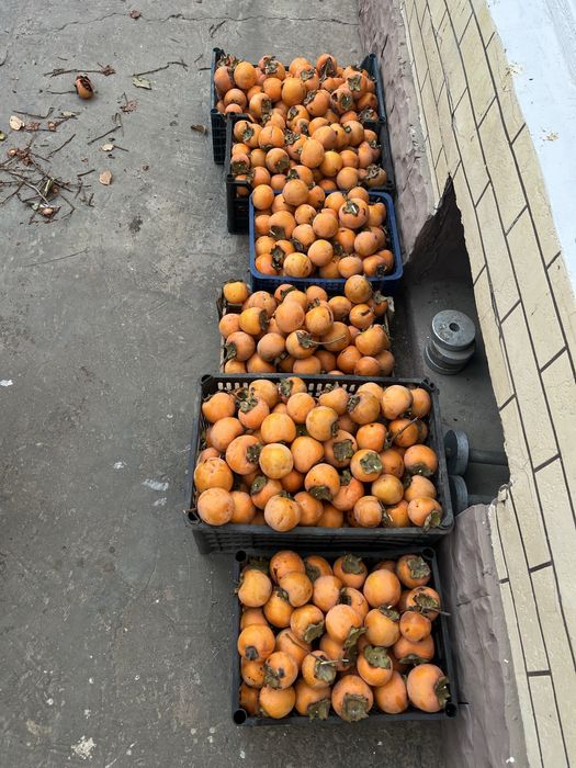 продается Хурмо срочно