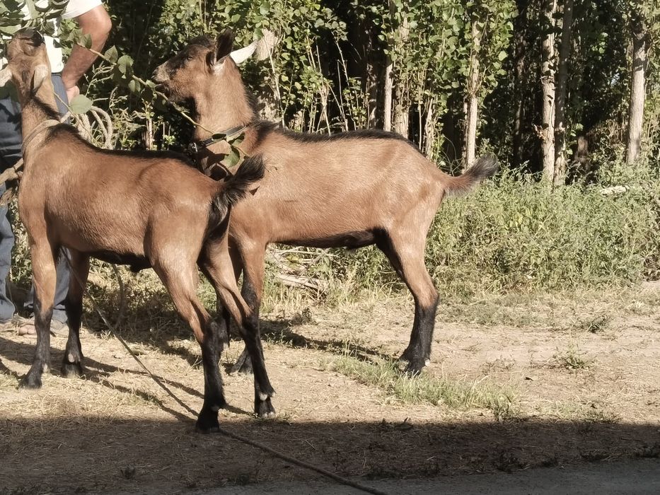 Chex Alpin taka sotiladi
