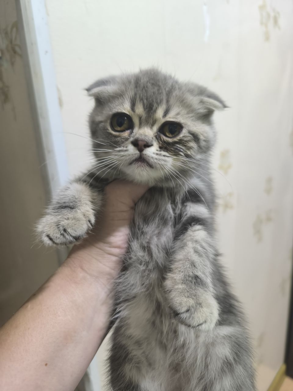 Продаются котята вислоухие скотишфолд