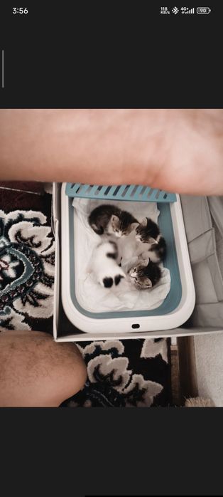 Mushuk bolachalari 4 tasi 3 ta qiz 1 ta oʻgʻil mushuk