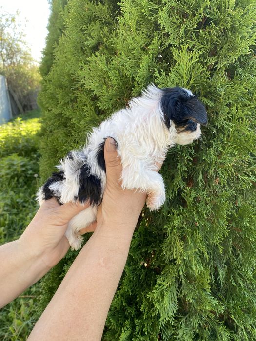 Йорки/йоркширски териер/Бивер/Бивър