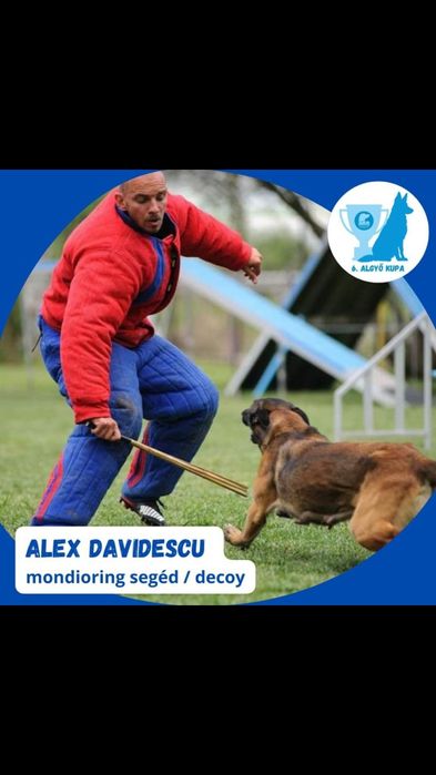 Dresaj canin K9Team