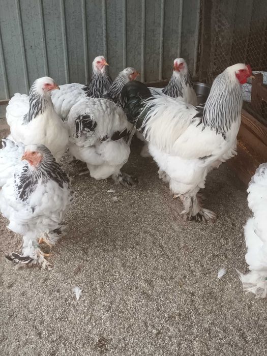 Brahma si cochinchina oua de incubat