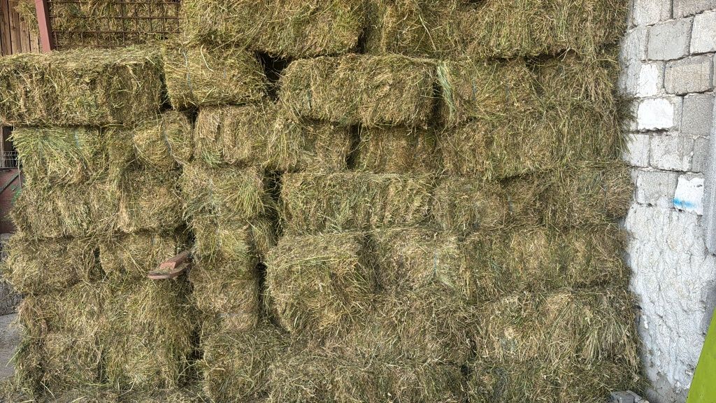 Lucerna sau Nutret semanat.Cate 500dr sau 40 Baloti rotunzi.La TIR>RO