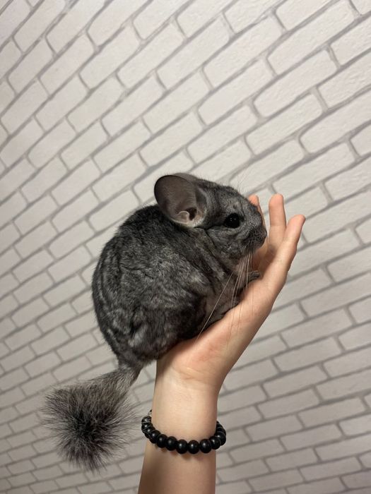 Шиншиллы мальчик и девочка 2-месячные