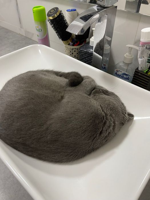 Кот британец для вяки