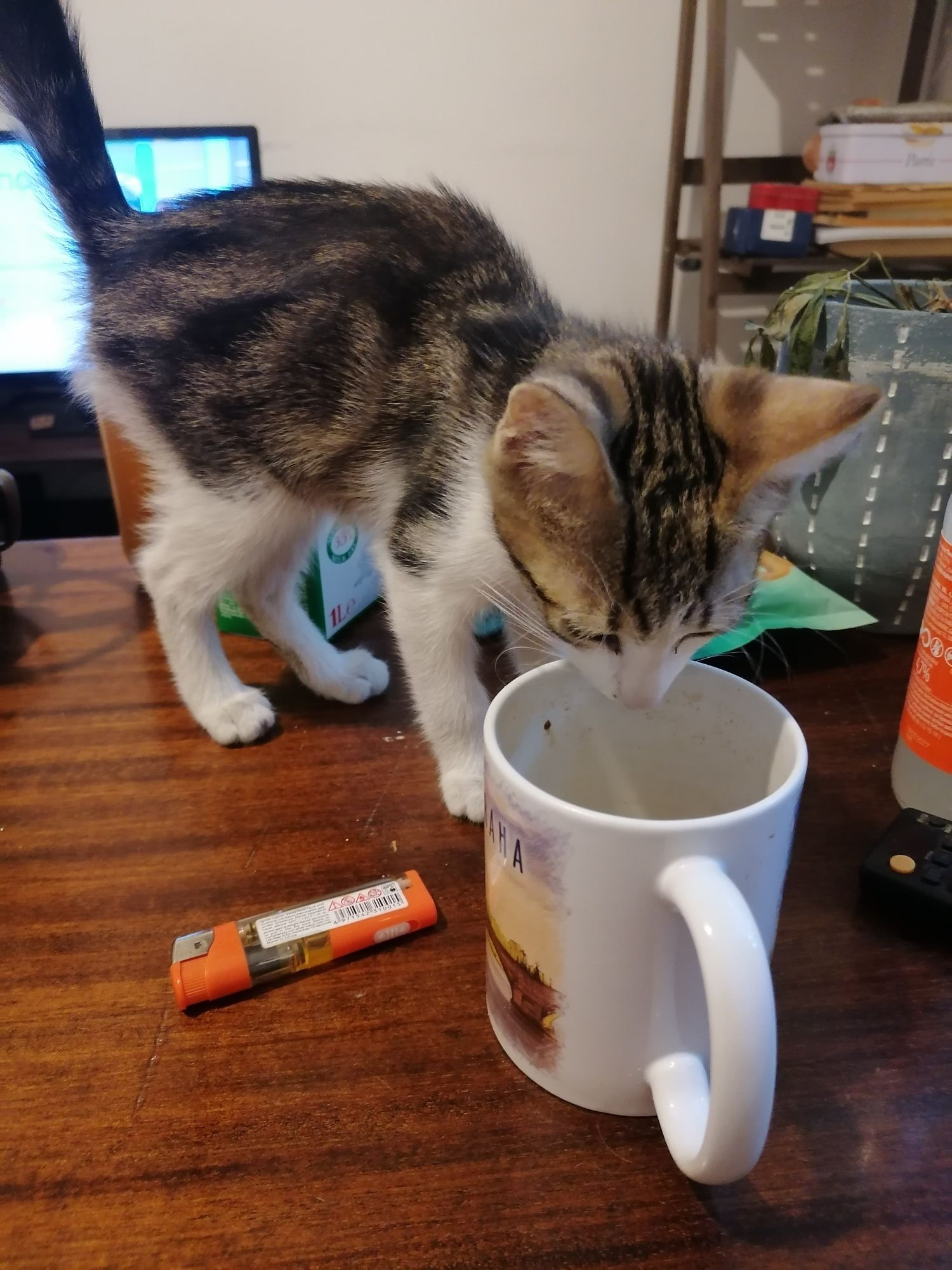 Коте търси своя човек