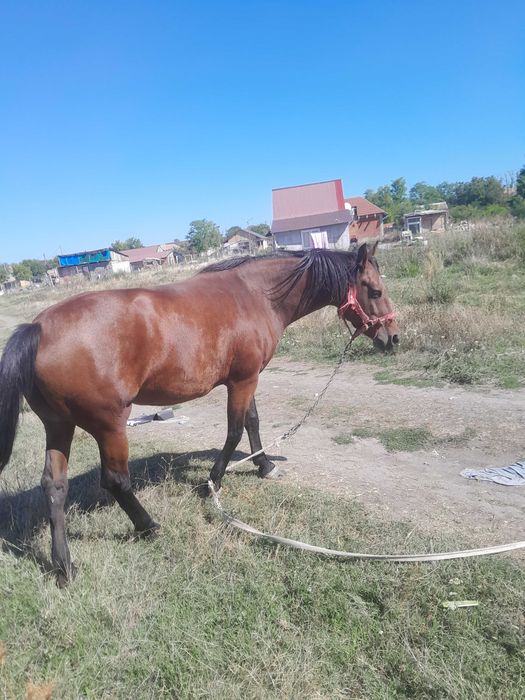 Iapa de vanzare 6 ani