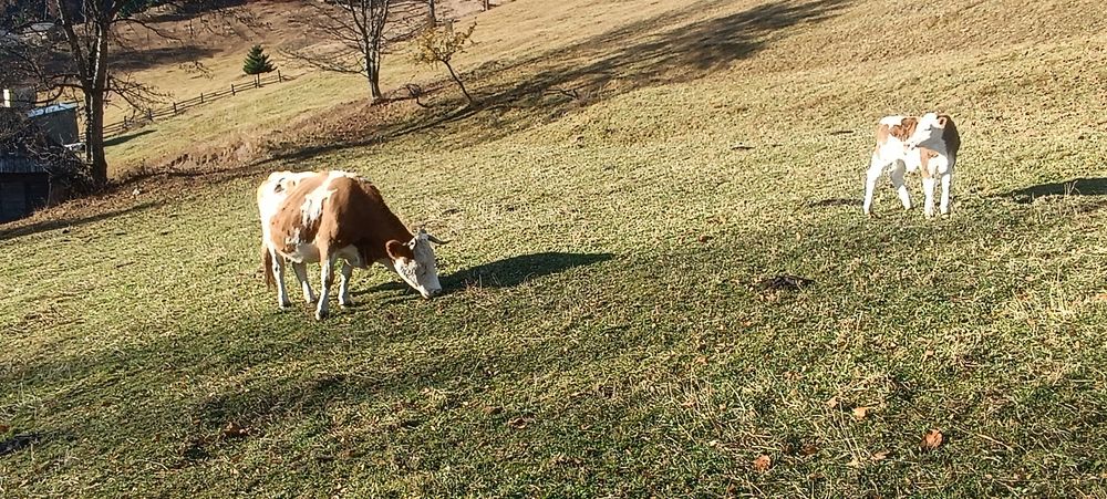 Vacă cu vițel mascul