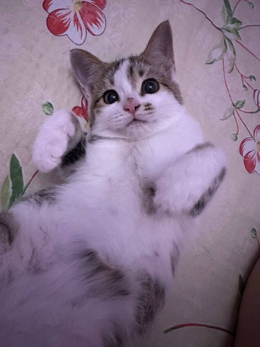 Отдам даром кочешку