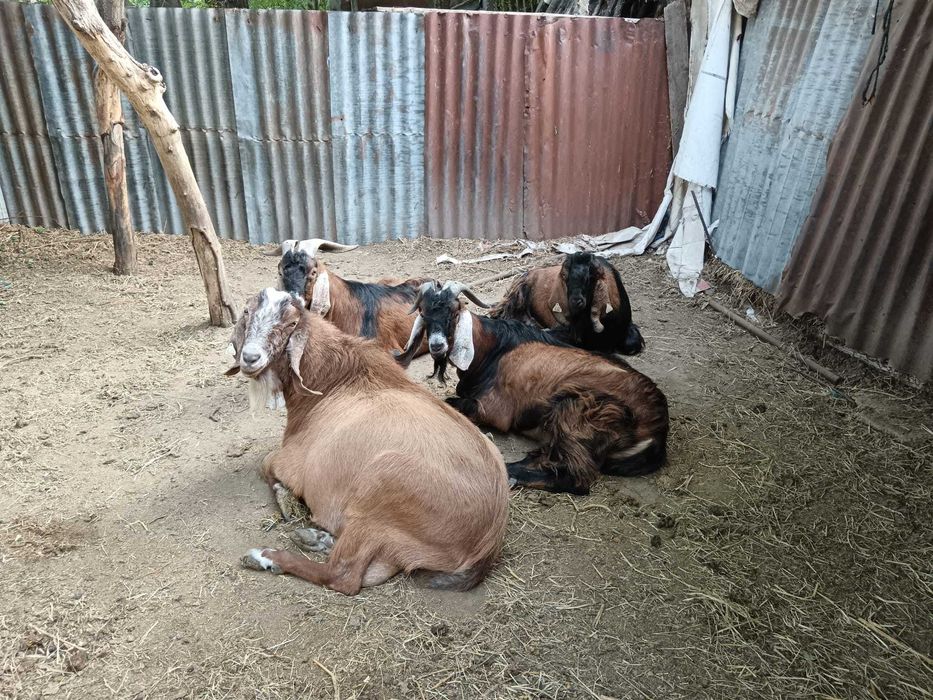 Vând țapi anglo nubieni