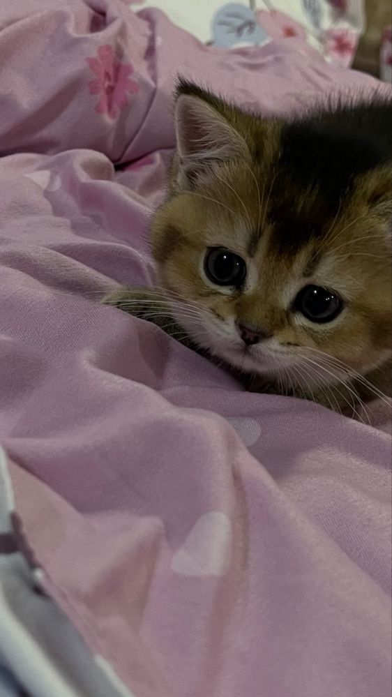Скотиш страйт шиншила