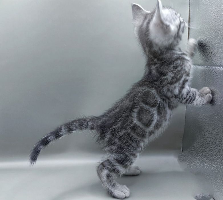 Бенгальский котик серебро