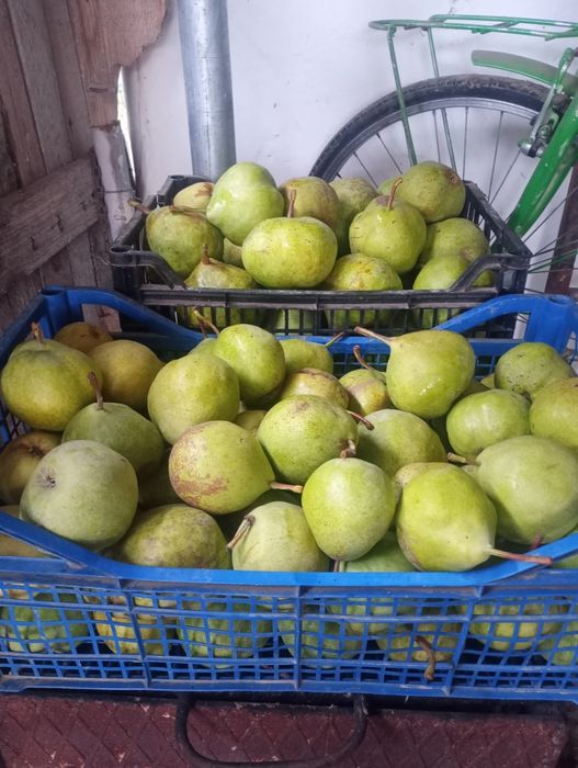 Pere de iarnă,de vânzare