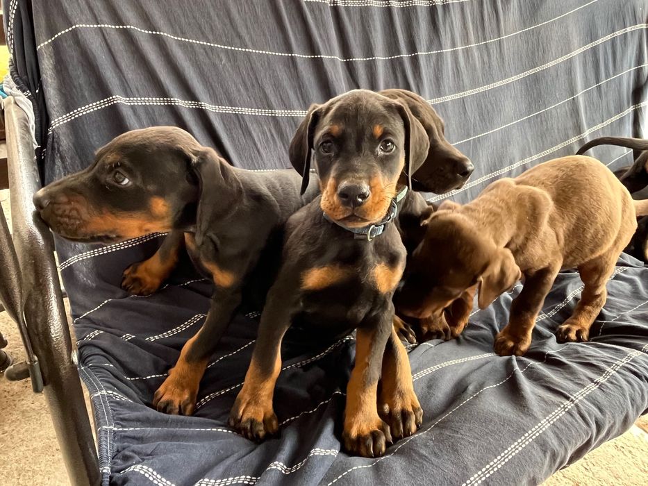 Малки Добермани.