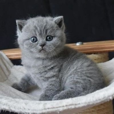 British shorthair