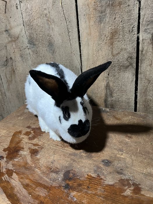 Vand femela fluture pestrit german