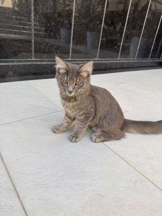 Sotiladi mushular zotli