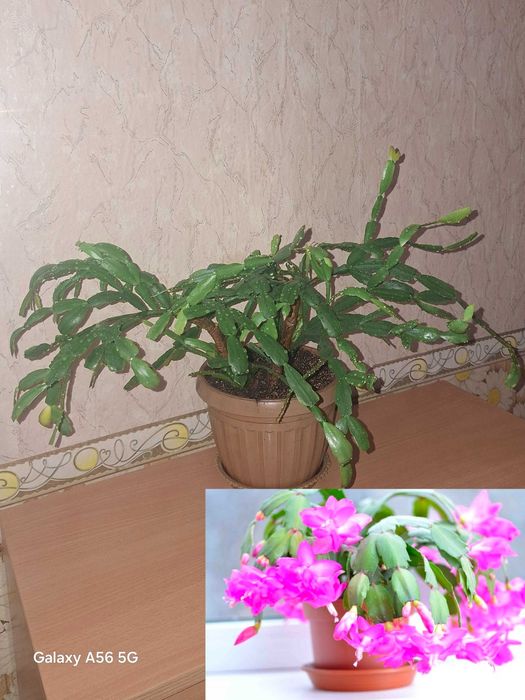 Шлюмберга (декабрист), эухарис, спатифиллум, алоказия, колеус и другие
