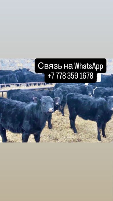 Бычки Телята Бузуар Герефорд Белоголовый