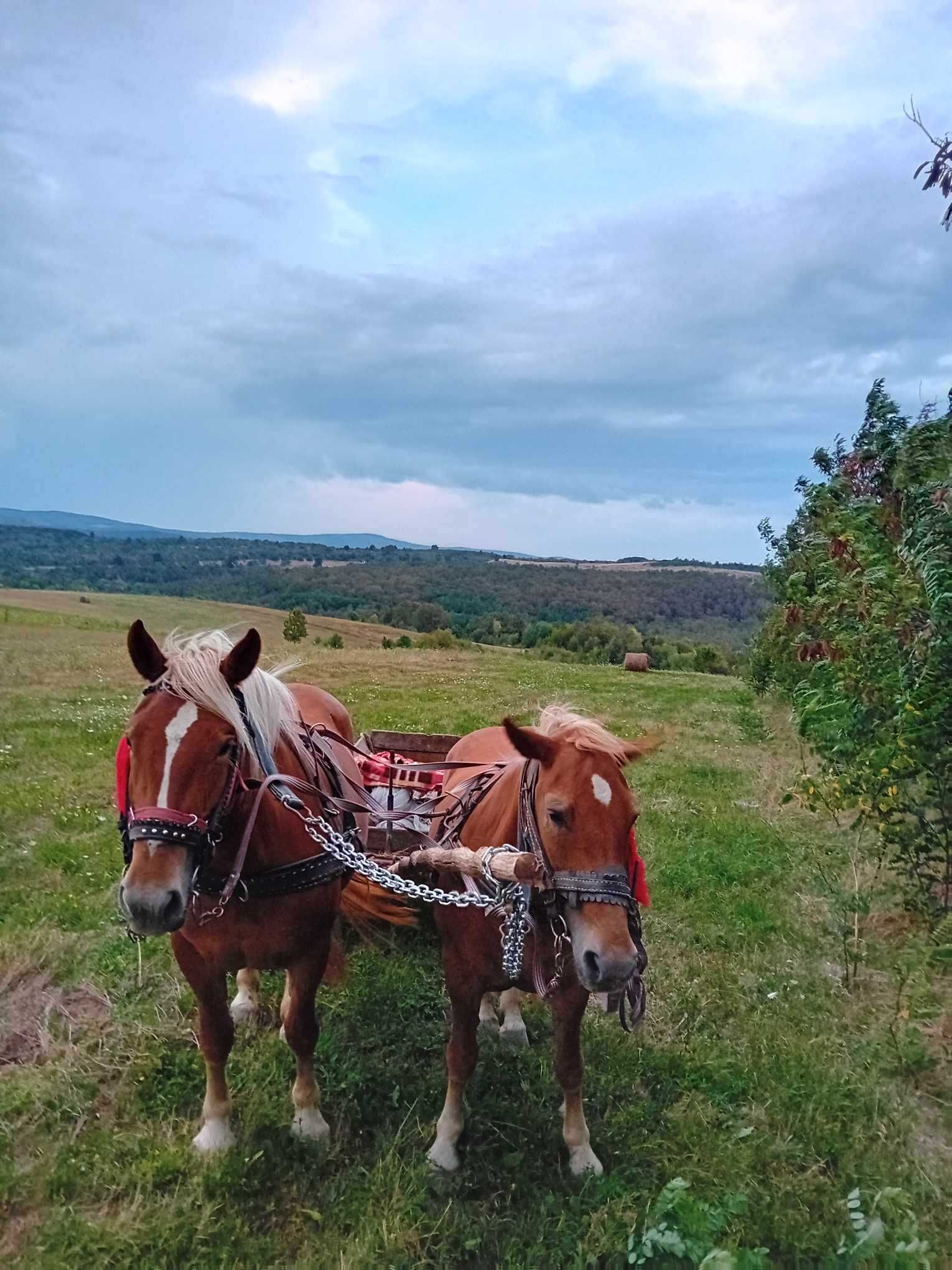 Vand iapa si manza