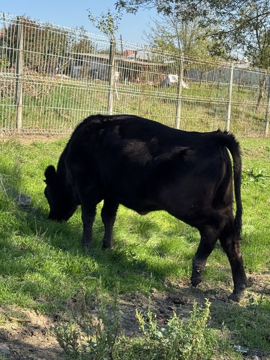 Vițea varsta de 6 luni