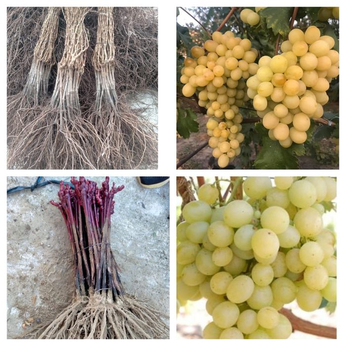 Vita de vie altoita de vânzare