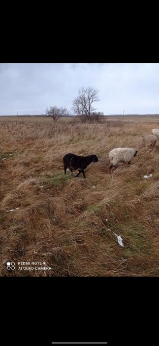 Продам на развод овечку с ягнёнком . 
Продам на развод овечку с ягнёнк