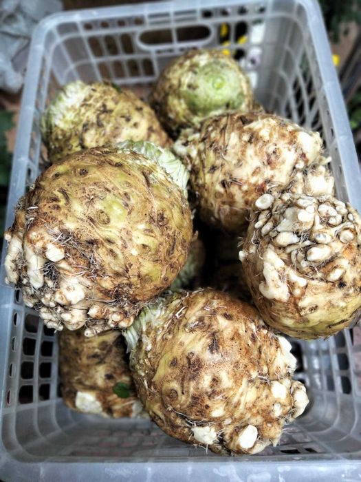 Тыквы, корневой сельдерей