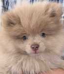 pomeranian deosebit cu ochii verzi, cu pedigree
