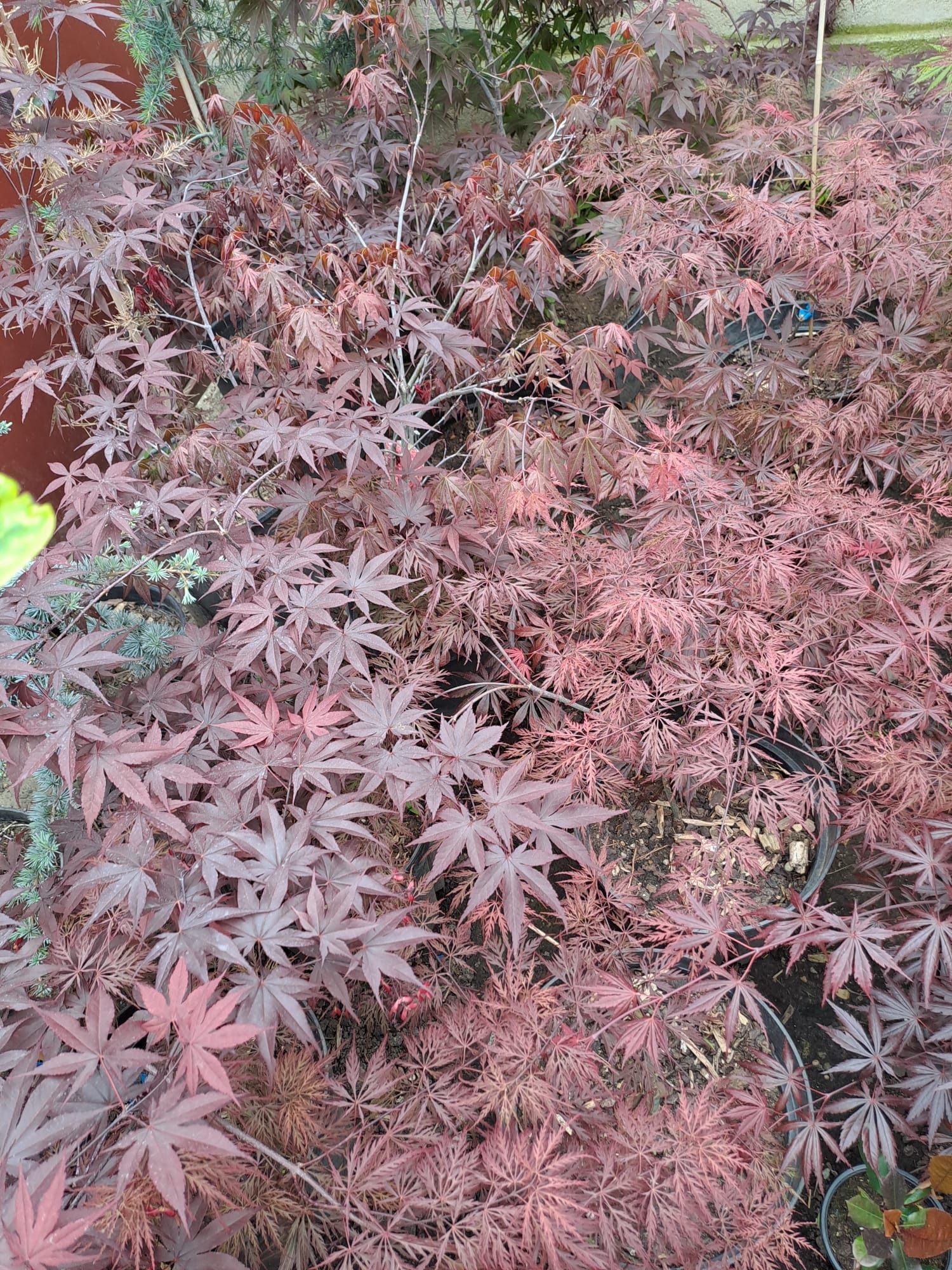 Plante ornamentale