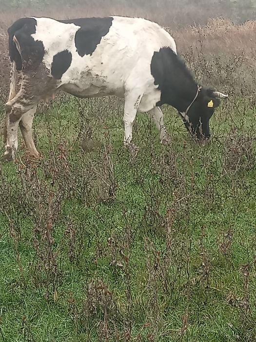 Vând patru vaci gestante