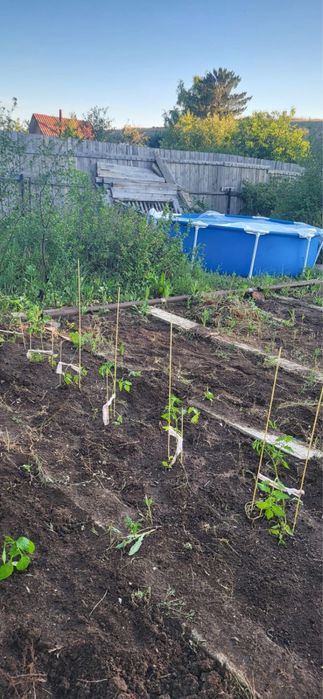 Дача на федоровке